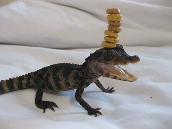 insolite alligator bebe cereale cheerio defi