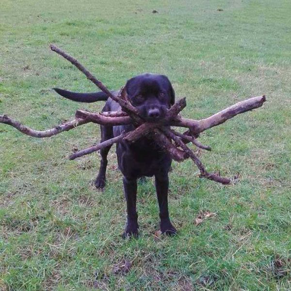 insolite baton chien gueule