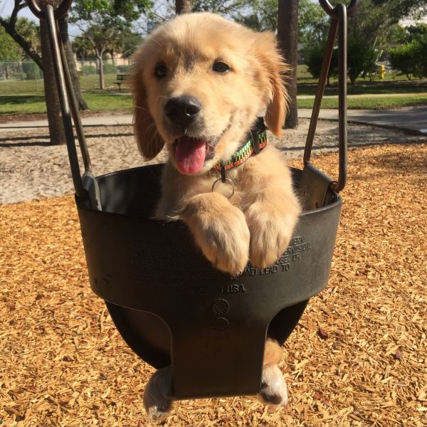 insolite balancoire chien chiot golden retriever