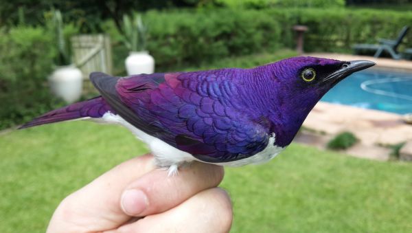 insolite amethyste etourneau male oiseau plume violet