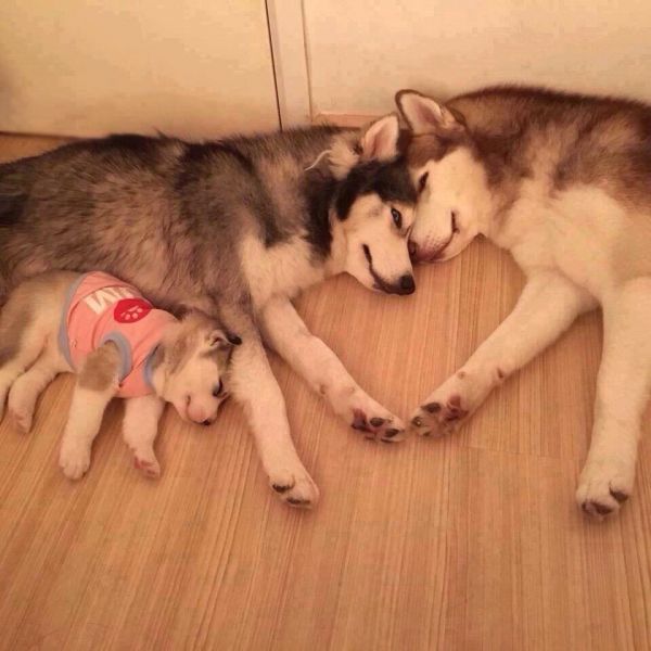 insolite amour chien famille husky