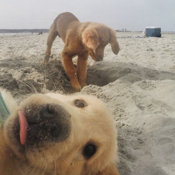 insolite chien chiot mignon photobomb plage sable