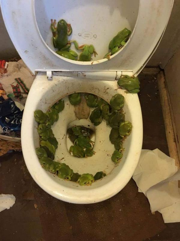 insolite grenouille inondation toilettes trone