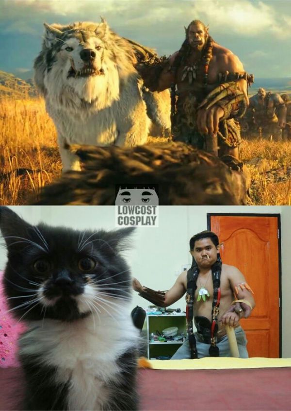 insolite chat cosplay loup warcraft