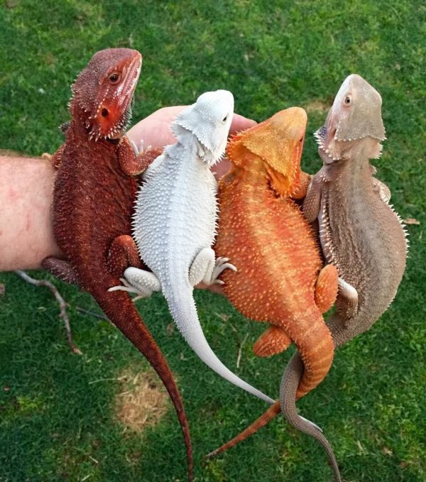 insolite agame barbu couleur dragon lezard pogona
