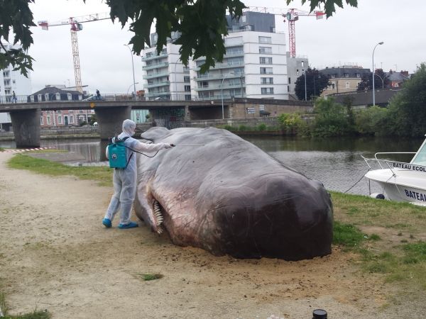 insolite baleine cachalot echoue rennes ville