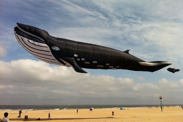 insolite baleine cerf-volant plage reel taille