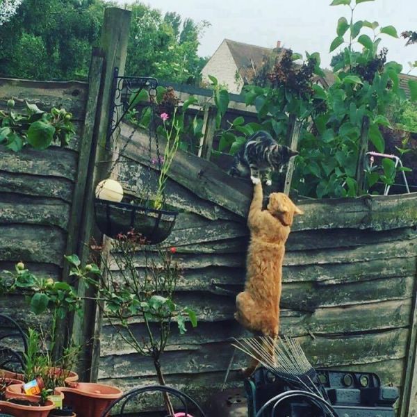 insolite chat lion mort mufasa roi scene