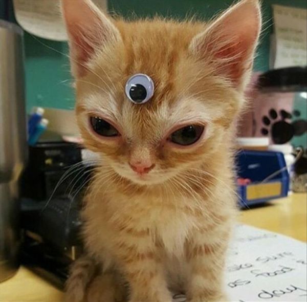 insolite chaton chat oeil grand extraterrestre allien