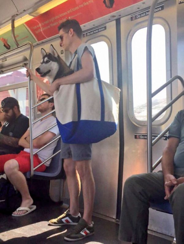insolite chien husky metro new-york sac
