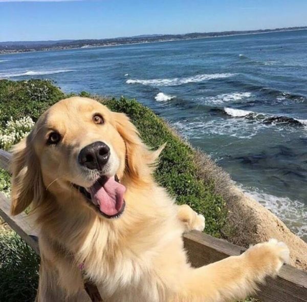 insolite bord chien heureux mer paradis