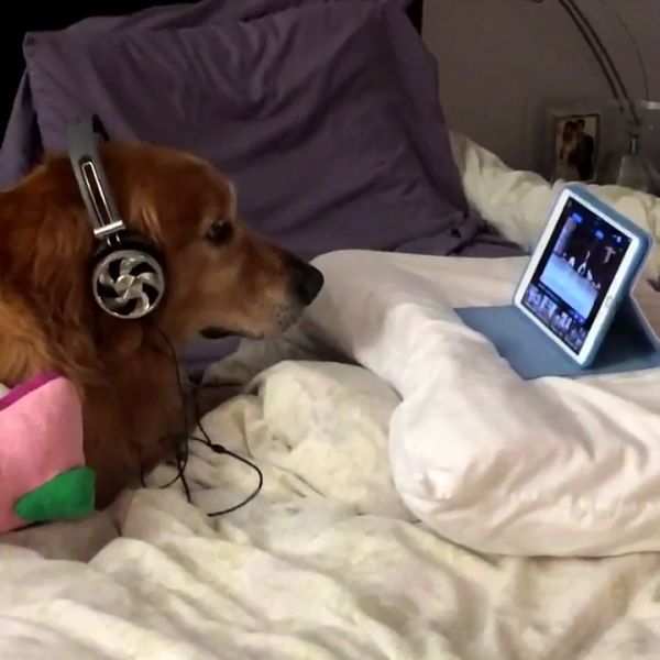 insolite artifice casque chien feu peur tablette