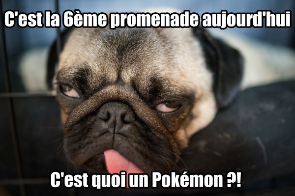 insolite chien fatigue go pokemon promenade