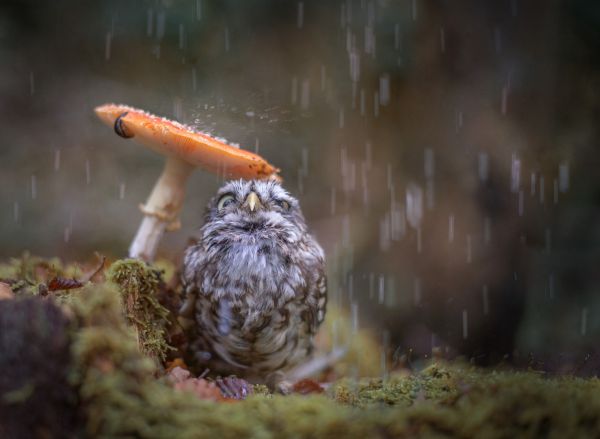 insolite champignon chouette oiseau parapluie pluie