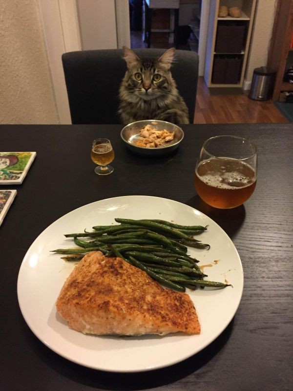insolite chat copine diner repas tete-a-tete