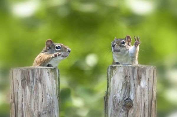 insolite air debat ecureuil patte politique