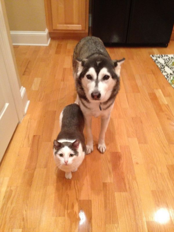 insolite chat chien frere ressemblance