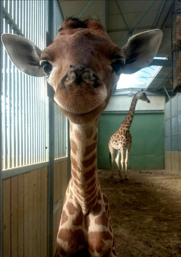 insolite bebe girafe girafon sourire zoo