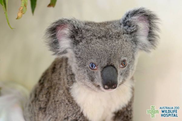 insolite bleu koala marron oeil vairon