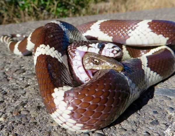 insolite attaque gueule lezard serpent