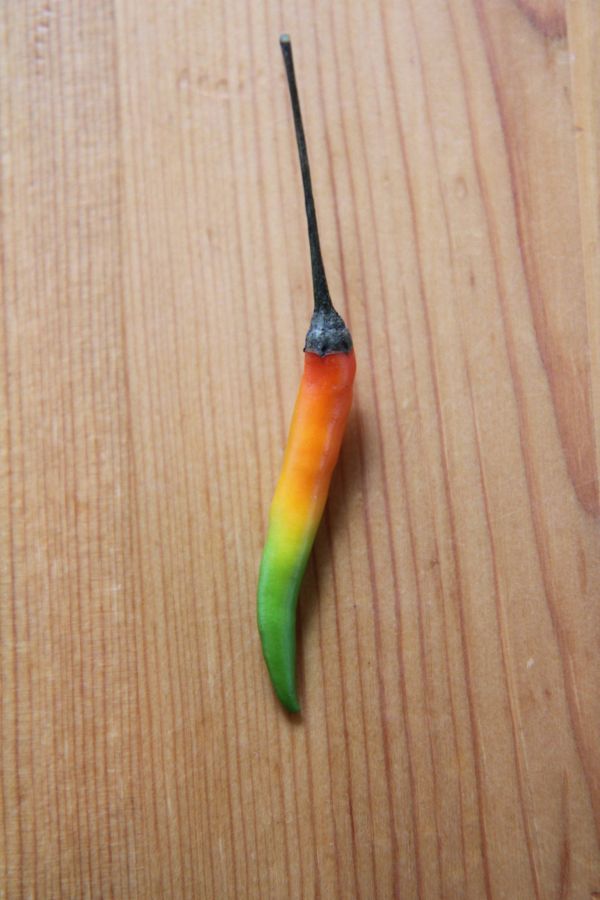 insolite couleur degrade piment