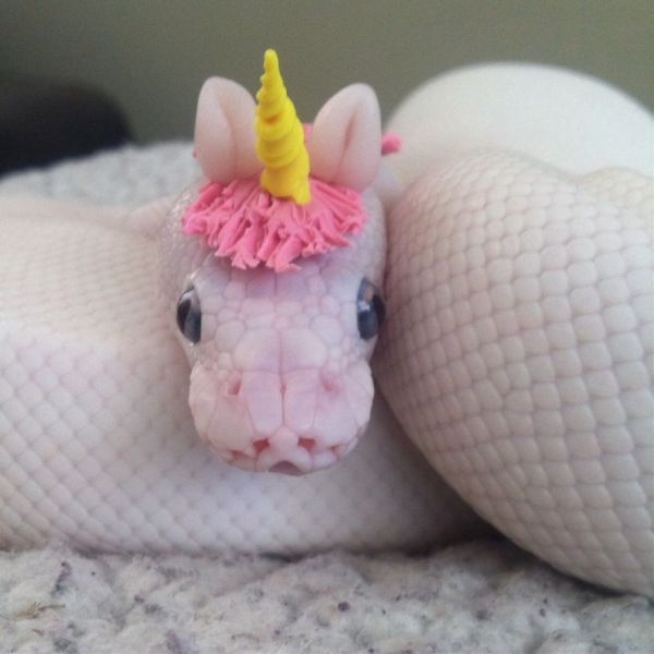 insolite chapeau corne licorne serpent