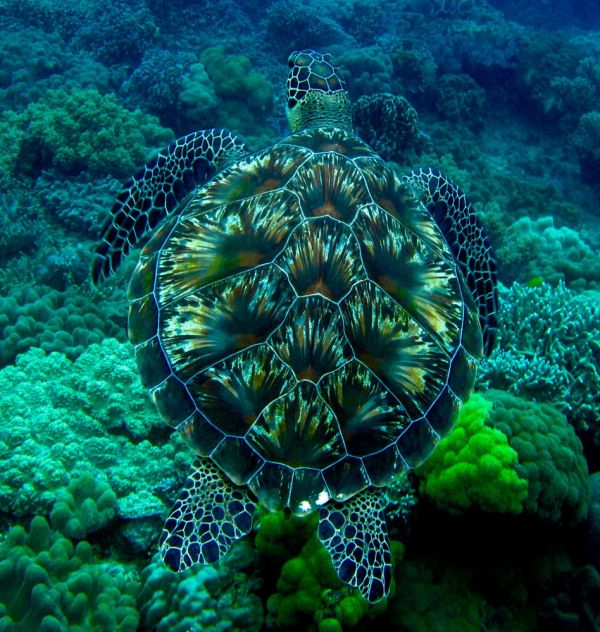 insolite artifice carapace feu tortue