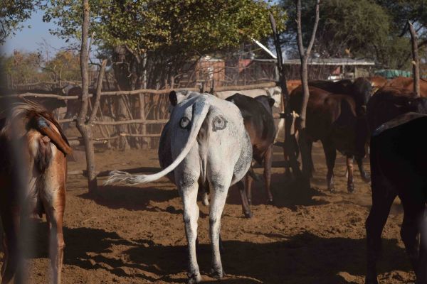 insolite attaque faux fesses leurre lion oeil protection vache