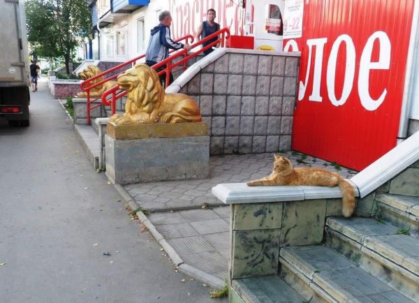 insolite chat lion pose statue