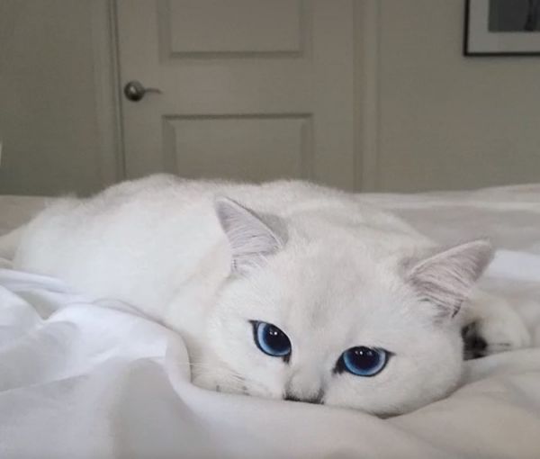 insolite beau bleu chat oeil