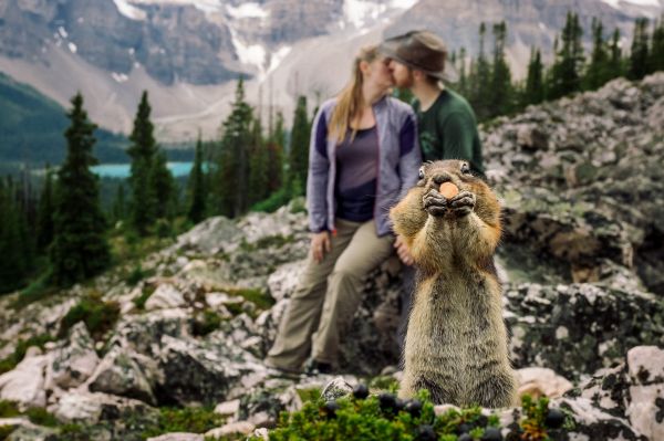 insolite demande ecureuil mariage photobomb