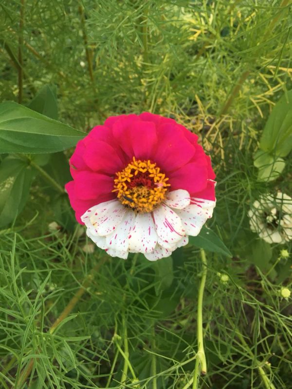 insolite fleur pokeball pokemon zinnia