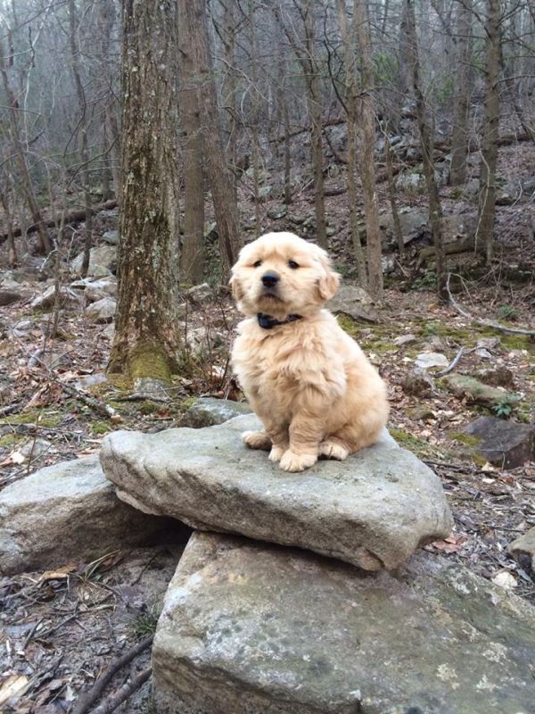 insolite chien chiot golden pose retriever rocher