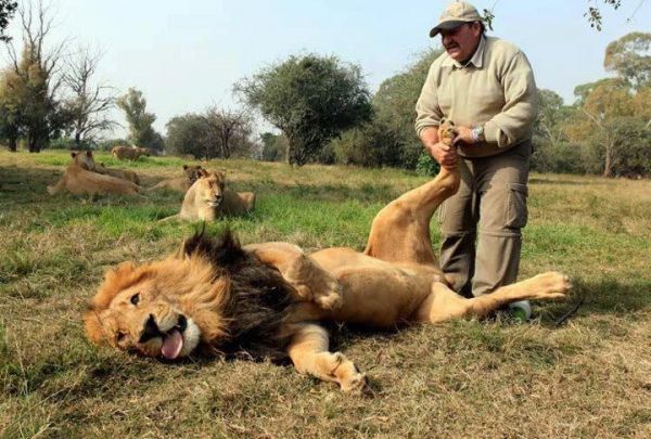 insolite lion massage patte