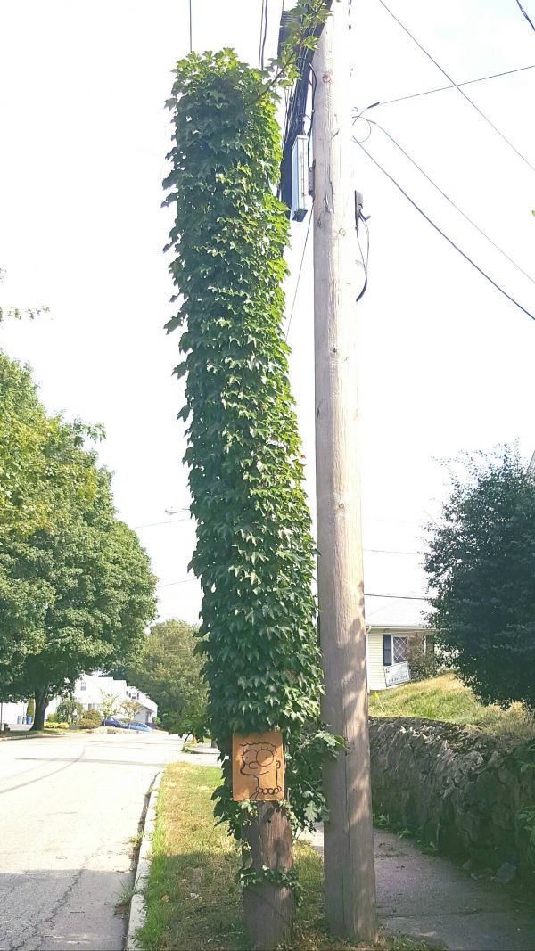 insolite cheveux coiffure marge poteau simpson vierge vigne