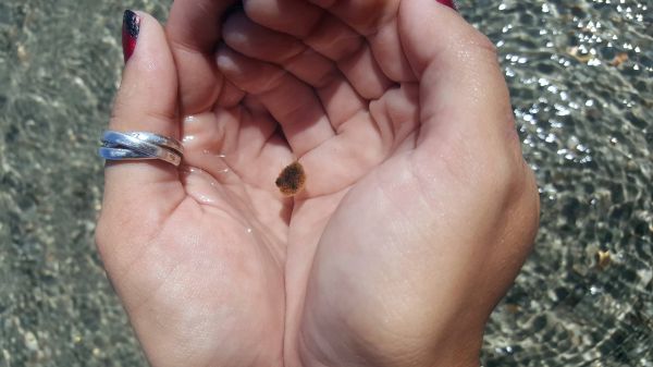 insolite ballon main mini petit poisson