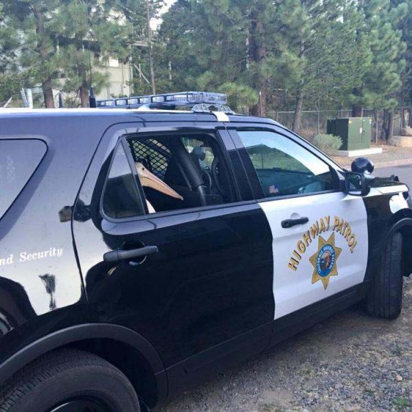 insolite arrestation pelican police voiture