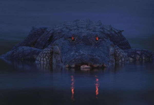 insolite alligator crepuscule oeil