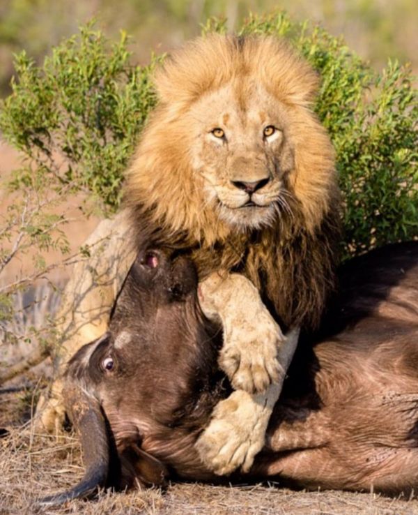 insolite buffle lion photo pose