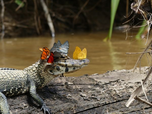 insolite alligator caiman papillon tete