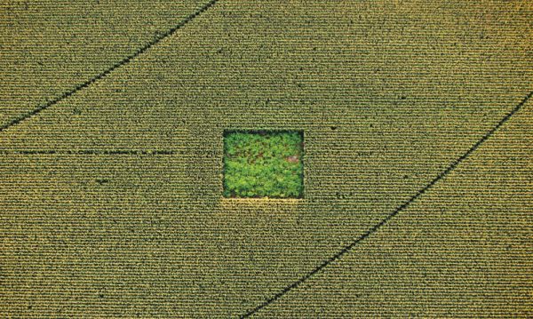 insolite cannabis champ mais