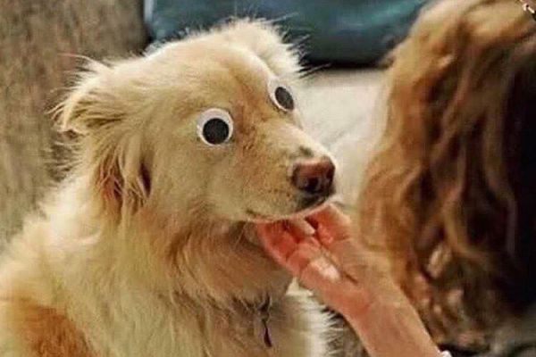 insolite aveugle chien eye googly