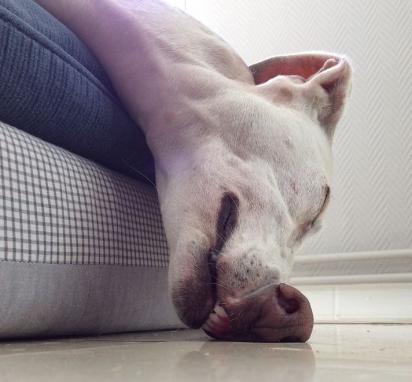 insolite chien ecrase fatigue museau tete