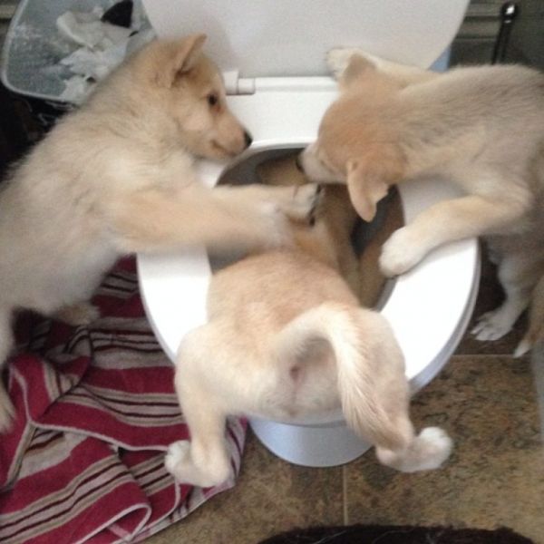 insolite chien chiot compte cuvette reglement toilettes