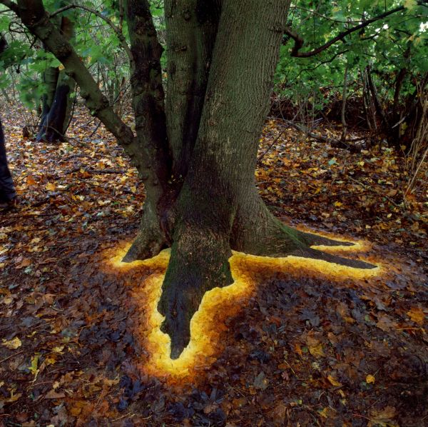 insolite arbre contour feuille lumineux