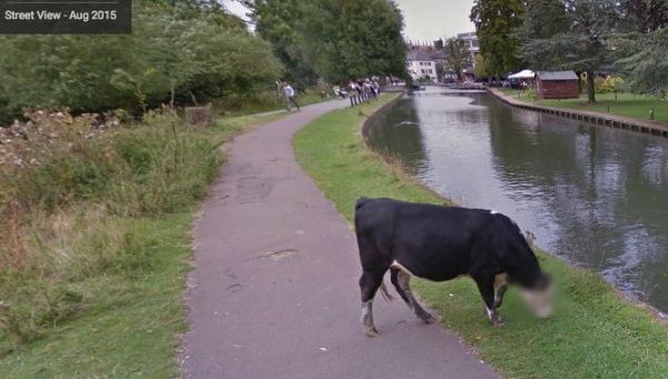 insolite google streetview tete vache