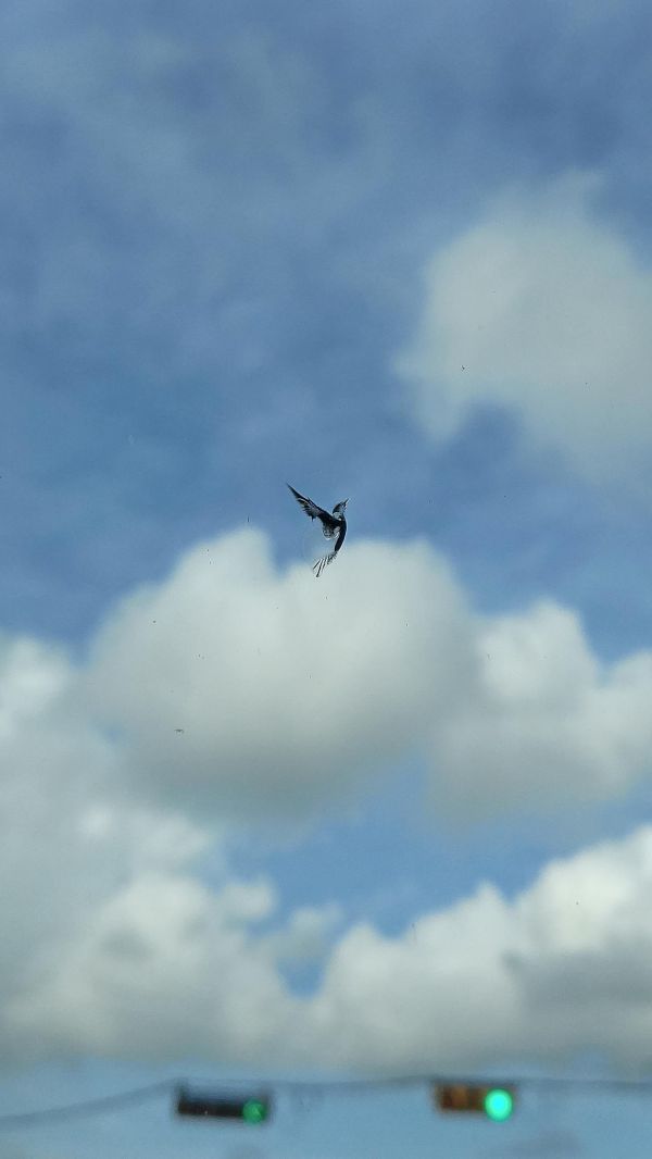 insolite impact oiseau pare-brise