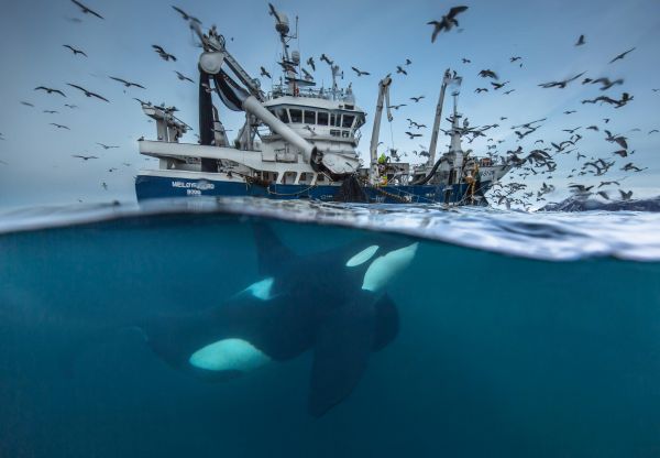 insolite bateau epaulard orque peche