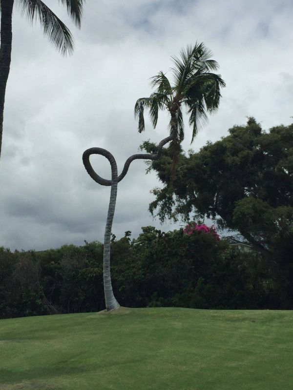 insolite arbre palmier tordu tronc