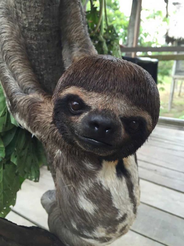 insolite bol cheveux coupe paresseux